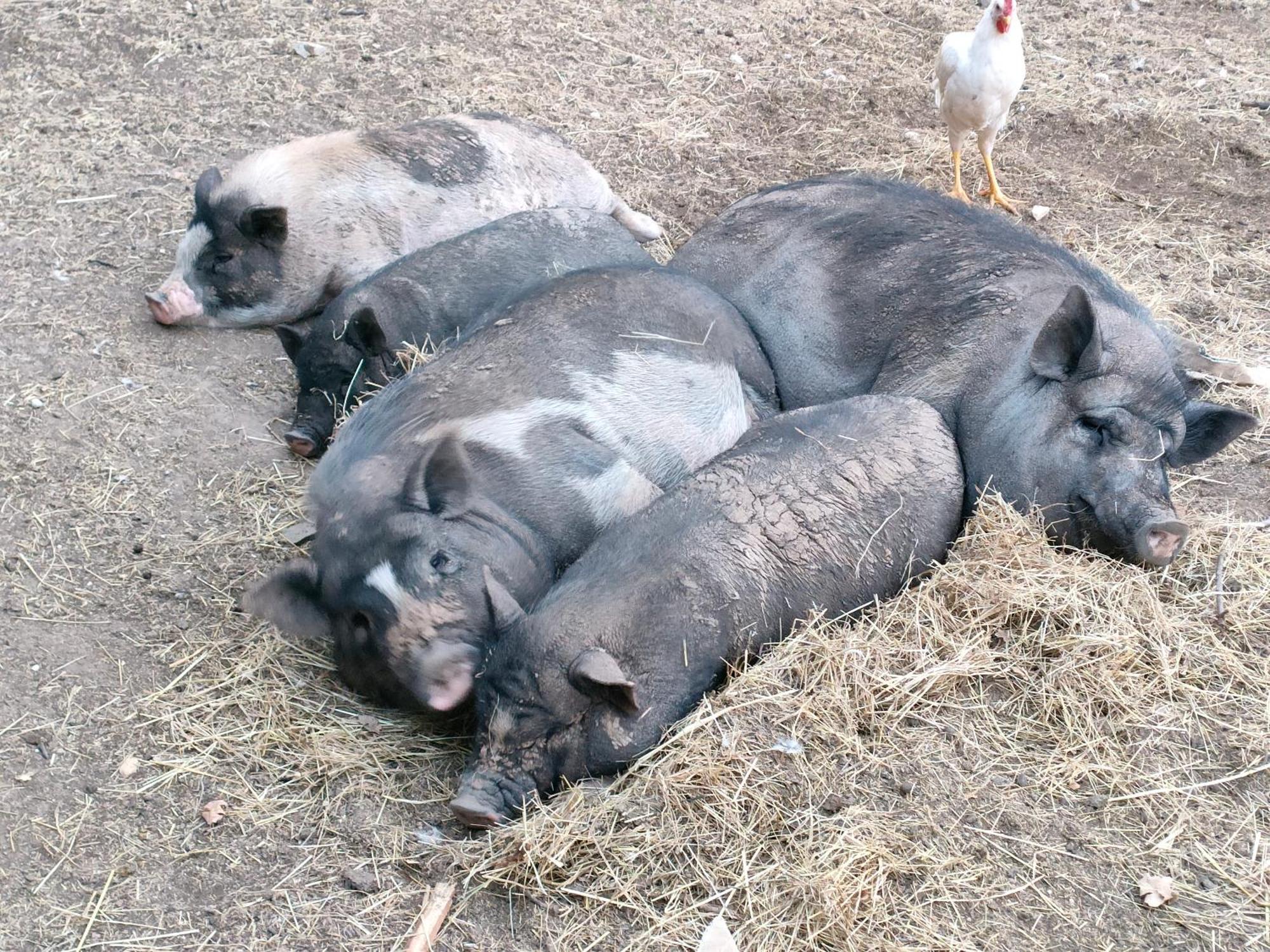 Gite A La Ferme Ongles Exterior foto